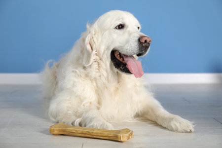 Cute dog with chew bone on floor near blue wall indoorsの写真素材