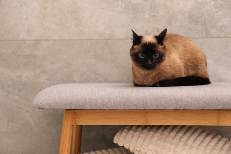 Adorable Thai cat on storage bench near grey wall, space for textの写真素材
