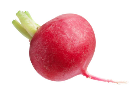 One fresh ripe radish isolated on whiteの写真素材