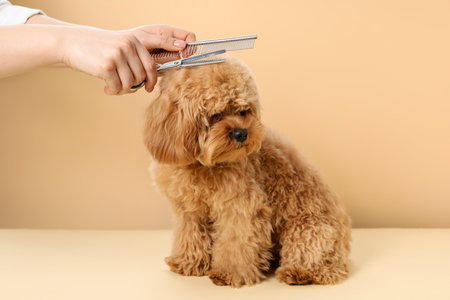 Groomer cutting cute dog's hair on beige background, closeupの写真素材