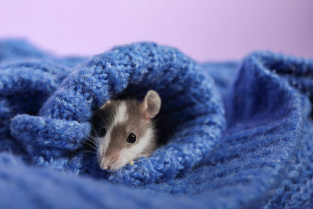 Adorable little rat hiding in sweater on violet background, closeupの写真素材