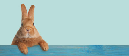 Cute fluffy rabbit peeking out from blue wooden fence on pastel turquoise background. Banner design...