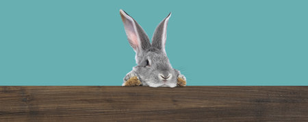 Cute fluffy rabbit peeking out from wooden fence on turquoise background. Banner designの写真素材