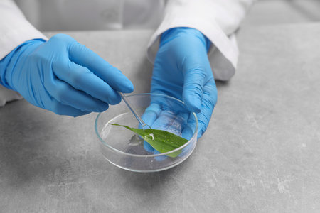 Biochemistry. Scientist working with plant at grey table, closeupの写真素材
