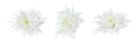 Beautiful white chrysanthemum flowers isolated on white, setの写真素材