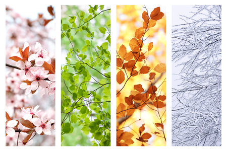 Four seasons, collage. Beautiful photos of nature during spring, summer, fall and winter