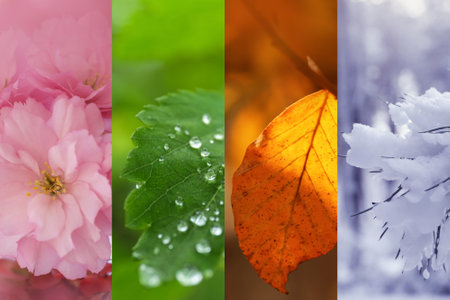 Four seasons, collage. Beautiful photos of nature during spring, summer, fall and winterの写真素材