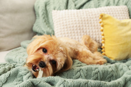 Cute dog with chew bone on sofa at homeの写真素材