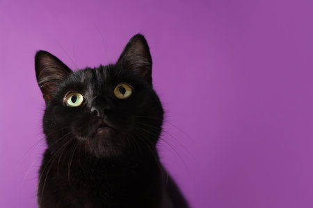 Cute black cat on purple background, closeup and space for text. Adorable petの写真素材
