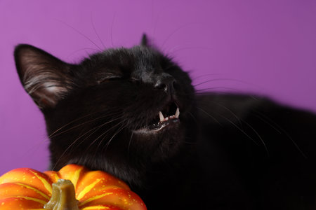 Cute black cat and pumpkin on purple background, closeup. Adorable pet
