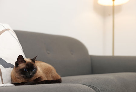 Adorable Thai cat resting on sofa at home, space for textの写真素材