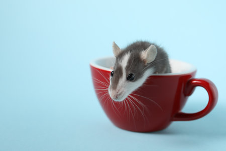 Adorable little rat peeking out of cup on light background. Space for textの写真素材
