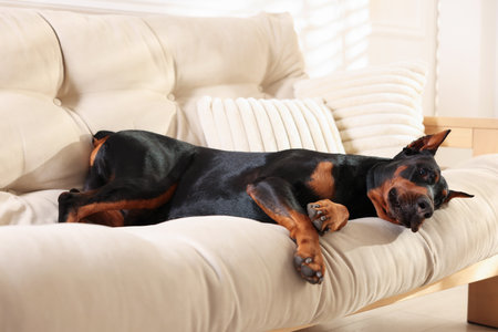 Adorable Doberman resting on sofa at homeの写真素材