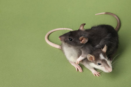 Cute rats on green background.の写真素材