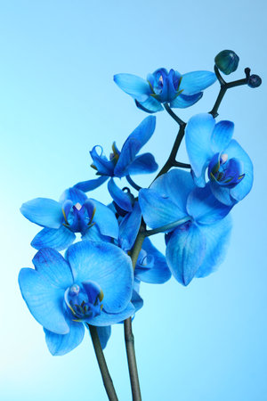 Beautiful blue orchid flower on color backgroundの写真素材