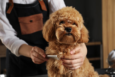 Groomer combing cute dog's hair in salon, closeupの写真素材