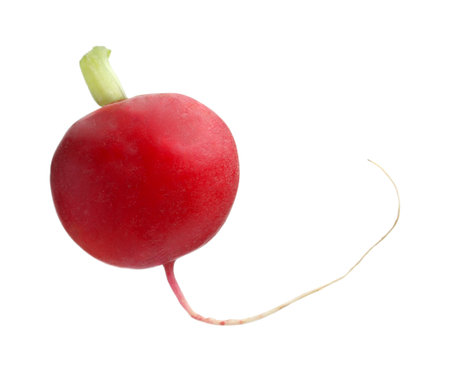 One fresh ripe radish isolated on whiteの写真素材