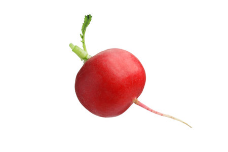 One fresh ripe radish isolated on whiteの写真素材
