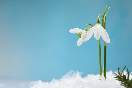 Beautiful snowdrops on snow against light blue background, closeup. Space for textの写真素材