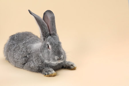 Fluffy grey rabbit on beige background. Cute pet