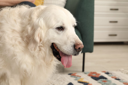 Cute Golden Retriever dog on floor at home, space for text