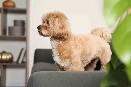 Cute Maltipoo dog on sofa at home