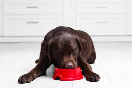 Cute dog eating dry pet food from feeding bowl on floor indoorsの写真素材