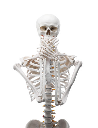 Artificial human skeleton model isolated on whiteの写真素材