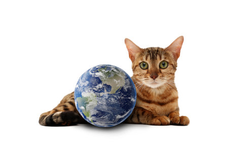 Cute cat and earth globe on white backgroundの写真素材