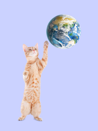 International cat day. Cute cat playing with earth globe on lavender color backgroundの写真素材