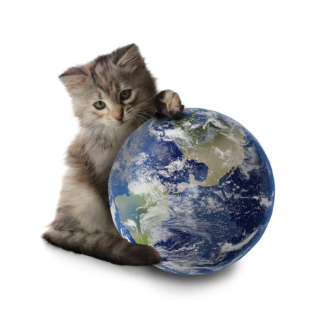 Cute kitten and earth globe on white backgroundの写真素材