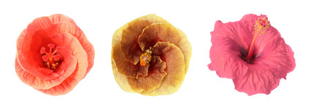 Beautiful colorful hibiscus flowers on white background, collage