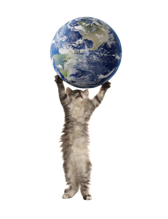 International cat day. Cute kitten playing with earth globe on white backgroundの写真素材