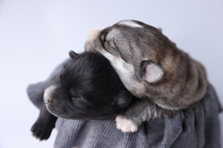 Tiny puppies sleeping on sweater against white background, closeupの写真素材