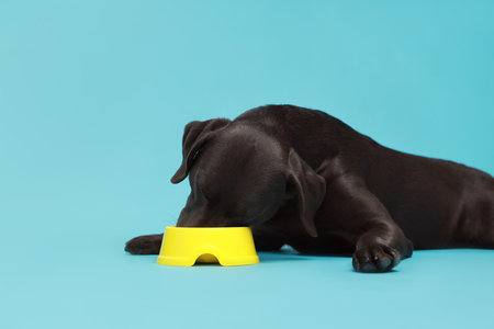 Cute dog eating dry pet food from feeding bowl on light blue background, space for textの写真素材