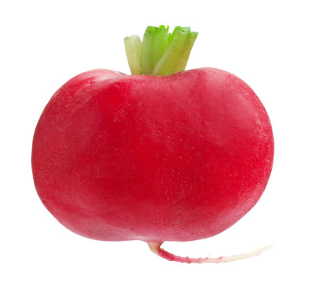 One fresh ripe radish isolated on whiteの写真素材