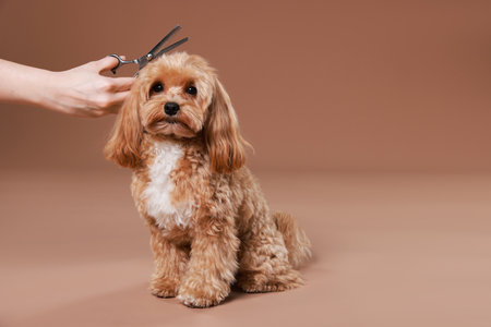 Pet grooming. Woman with scissors and cute dog on brown background, closeup. Space for textの写真素材