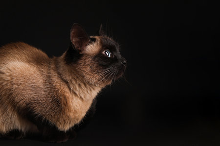 Adorable Thai cat on black background. Space for textの写真素材