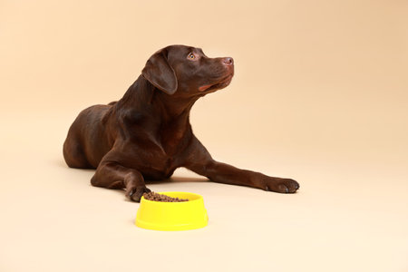 Cute dog lying near bowl of dry pet food on beige background, space for textの写真素材