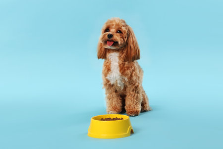 Feeding bowl with dry pet food and cute dog on light blue backgroundの写真素材