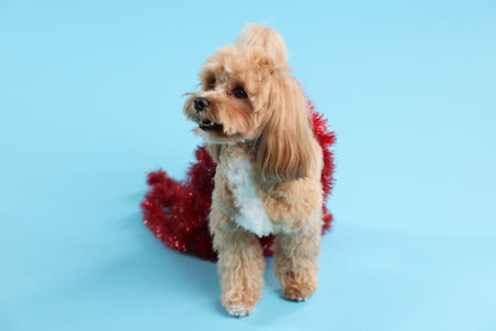 Cute dog with shiny tinsel on light blue backgroundの写真素材