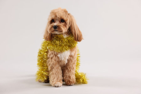 Cute dog with shiny tinsel on white backgroundの写真素材