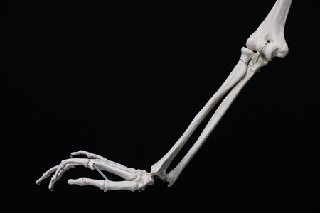 Artificial human skeleton model on black background, closeup