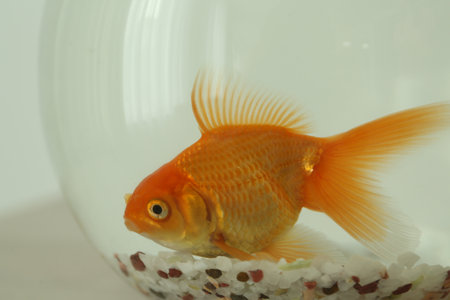 Beautiful bright small goldfish in round glass aquarium, closeupの写真素材