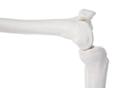 Artificial human skeleton model isolated on white, closeupの写真素材