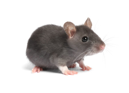 Little rat on white background. Cute petの写真素材
