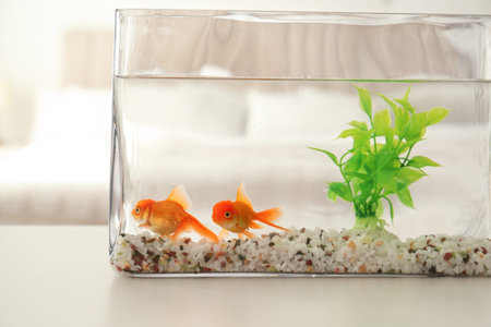 Goldfish in aquarium on tableの写真素材