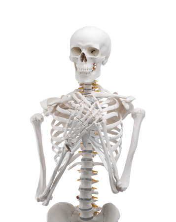 Artificial human skeleton model isolated on white