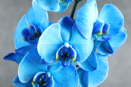 Beautiful blue orchid flowers on gray background, closeupの写真素材