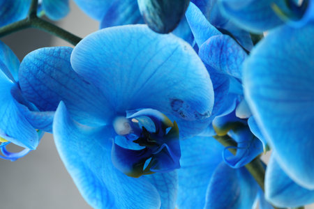 Beautiful blue orchid flower on light grey background, closeupの写真素材